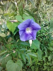 Ipomoea clavata