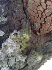 Gonimbrasia belina