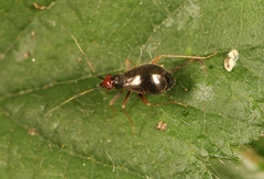 Orthonotus rufifrons