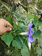 Ipomoea clavata