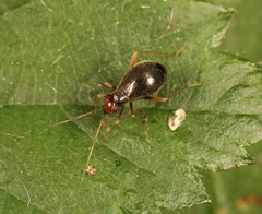 Orthonotus rufifrons