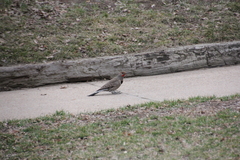 Colaptes auratus cafer
