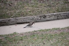 Colaptes auratus cafer