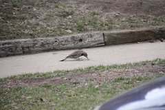 Colaptes auratus cafer