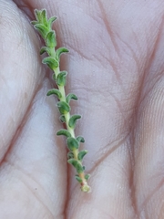 Euchaetis
