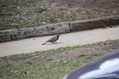 Colaptes auratus cafer
