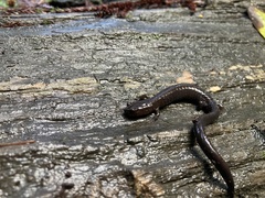 Plethodon elongatus