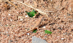 Acanthodactylus boskianus