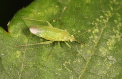 Orthotylus