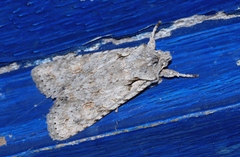 Lithophane ornitopus