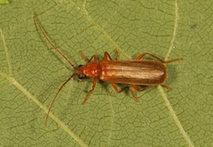 Rhagonycha translucida