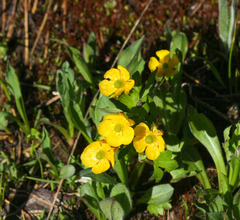 Ranunculus eschscholtzii