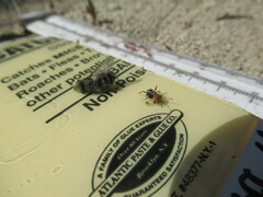 Formica integra