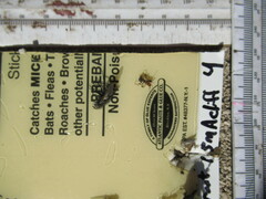 Formica integra
