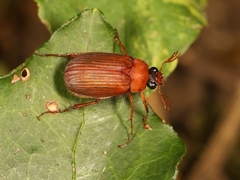 Serica brunnea