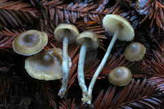 Myochromella boudieri