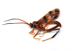 Compsocryptus calipterus