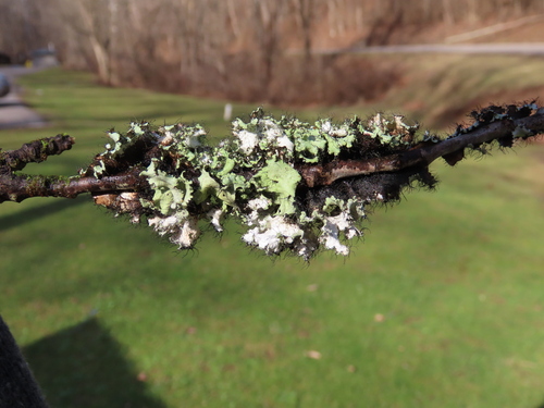 powdered ruffle lichen