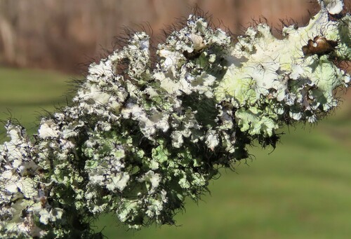 powdered ruffle lichen