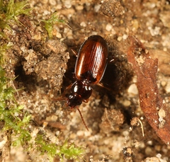 Trechus quadristriatus