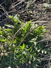 Ratibida columnifera