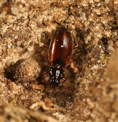Trechus quadristriatus