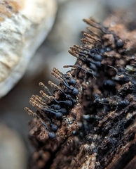 Barbatosphaeria barbirostris