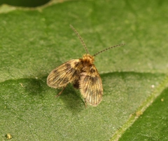 Trichomyia urbica