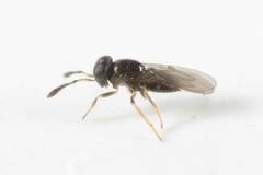Encyrtinae