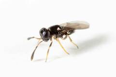 Encyrtinae
