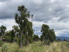 Botaurus poiciloptilus