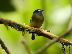Myiotriccus ornatus