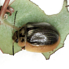 Paropsisterna agricola