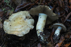 Cortinarius infractus
