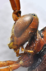 Compsocryptus calipterus