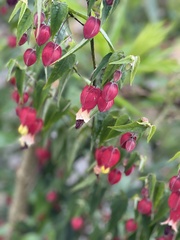 Callianthe megapotamica