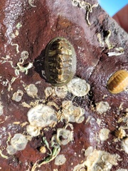 Chiton glaucus