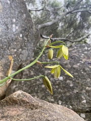 Albuca cooperi