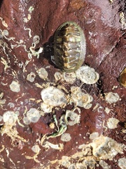 Chiton glaucus