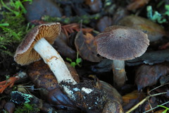 Cortinarius ohlone