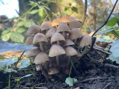 Mycena inclinata