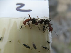 Formica integra