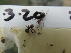 Formica integra