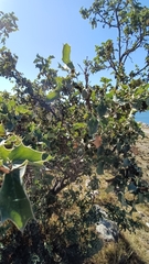 Berberis