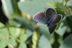 Hemiargus ceraunus