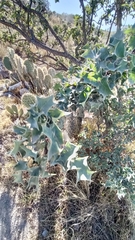 Berberis
