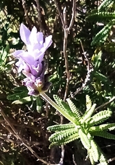 Lavandula dentata