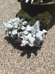 Senecio candidans
