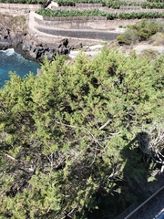 Juniperus canariensis