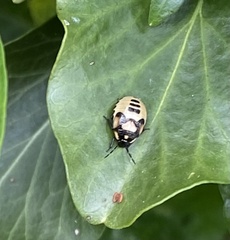 Tritomegas bicolor